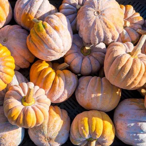 Cucurbita moschata — Stock Photo, Image