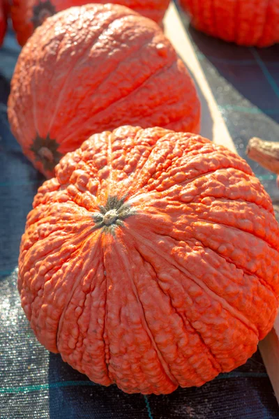 Indian pumpkins — Stock Photo, Image