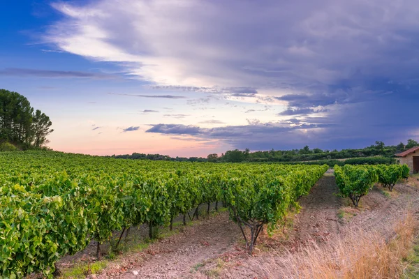 Vineyard in provence — Stock Photo, Image