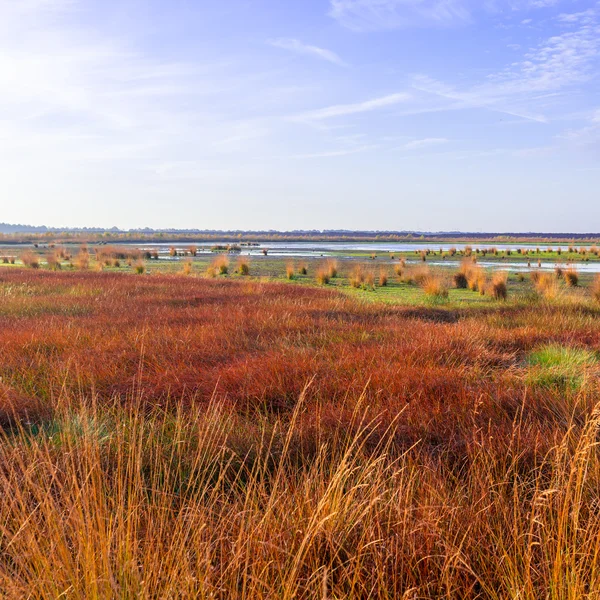 La brughiera in autunno — Foto Stock