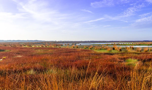 The moorland in the autumn — Stock Photo, Image