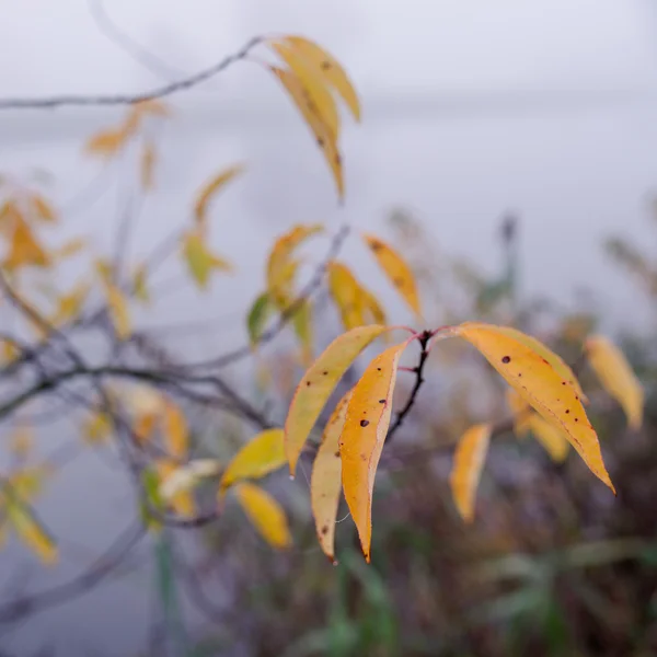 Brouillard à la rivière — Photo