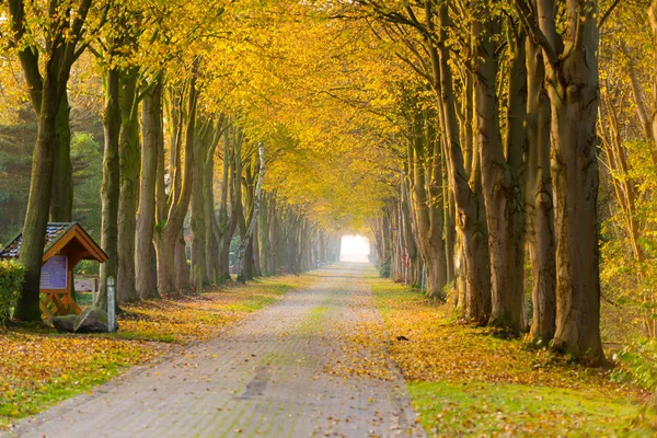 Sonbahar uzaklıkta bulunan orman