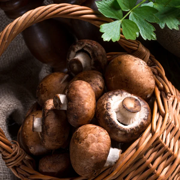 Geschubde hout Mushroom — Stockfoto