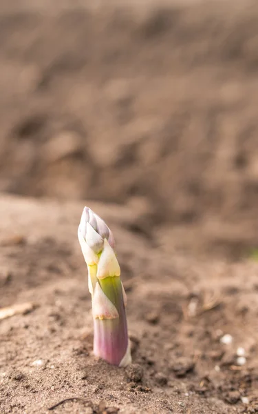 Young asparagus on garden — Stock Photo, Image