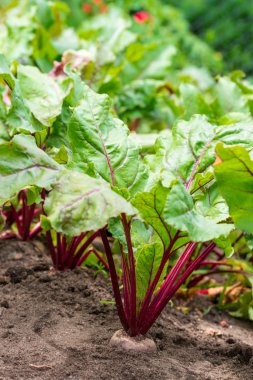 Bir bahçe üzerinde genç beetroots