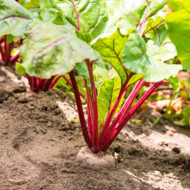 Bir bahçe üzerinde genç beetroots