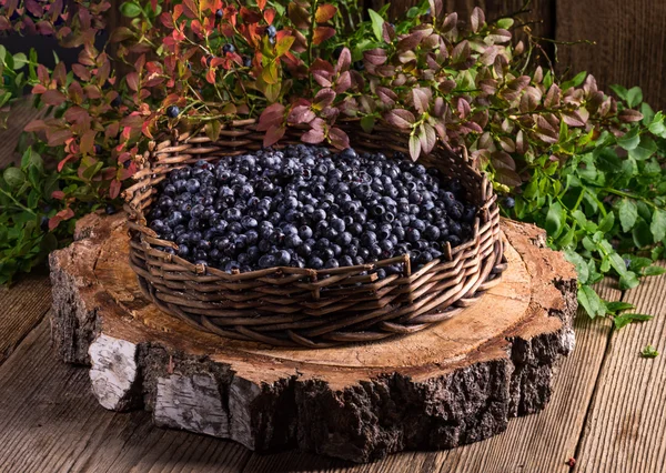 European blueberry in a busket — Stock Photo, Image