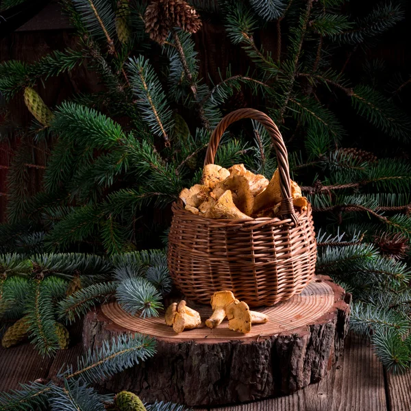 Chanterelles in a basket on a stump — Stock Photo, Image