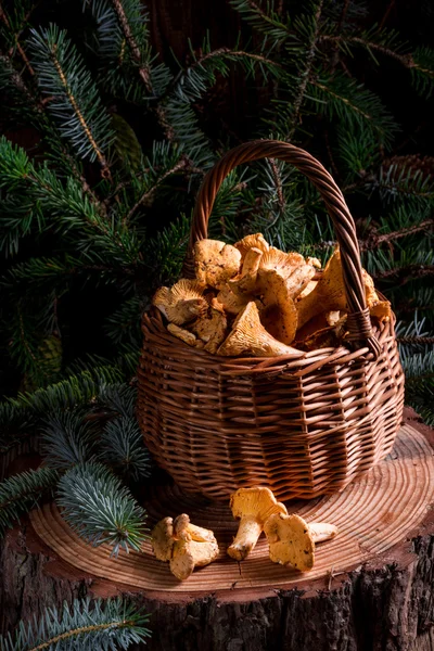 Chanterelles em uma cesta em um toco — Fotografia de Stock