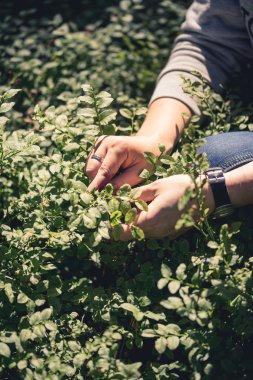 İnsan toplama yaban mersini eller