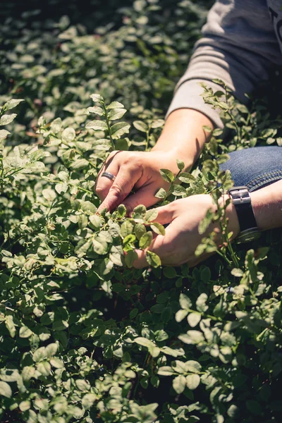 İnsan toplama yaban mersini eller
