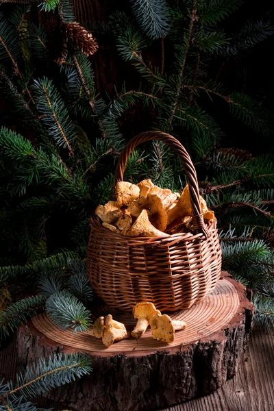 鸡油菌在一个树桩上一篮子 — 图库照片