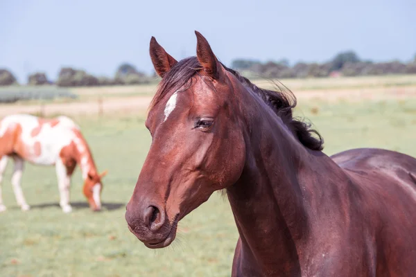 Retrato de caballo marrón — Foto de Stock