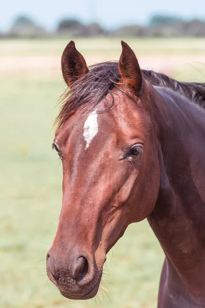 Retrato de caballo marrón — Foto de Stock