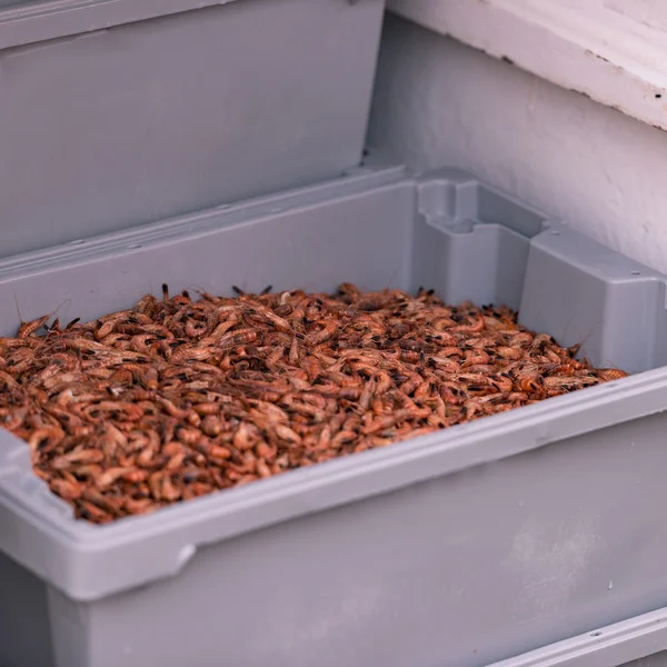 Caridean shrimps in container — 图库照片