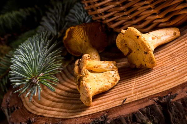 Fresh chanterelles on a stump — Stock Photo, Image