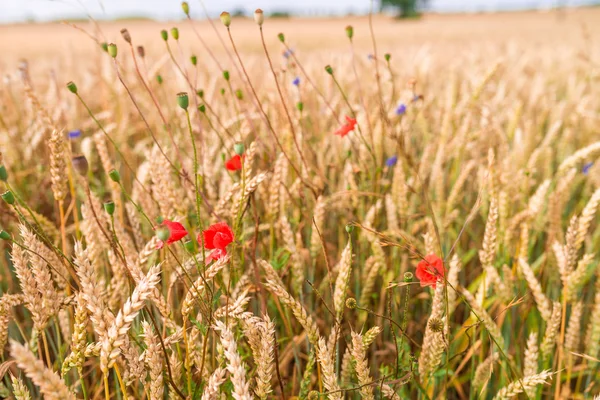 Summer field in Poland — Zdjęcie stockowe