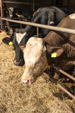 Young bulls close up