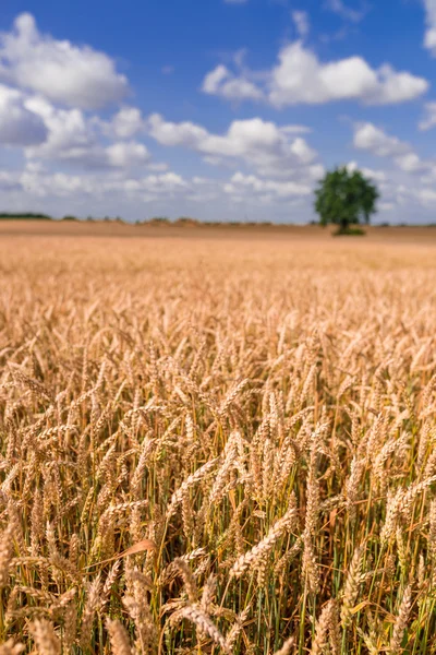 Zicht op weide in de zomer — Stockfoto