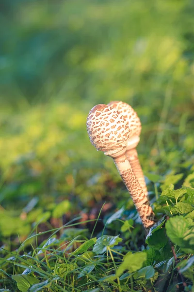 Δύο Parasol μανιτάρια — Φωτογραφία Αρχείου