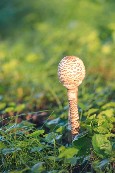 Δύο Parasol μανιτάρια — Φωτογραφία Αρχείου