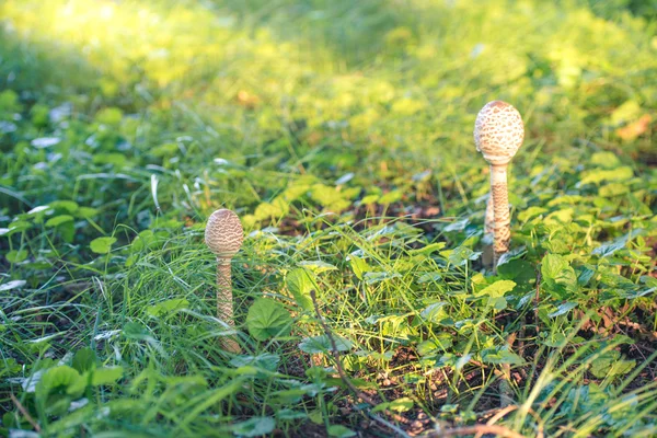 Two parasol mushrooms — Stock Photo, Image