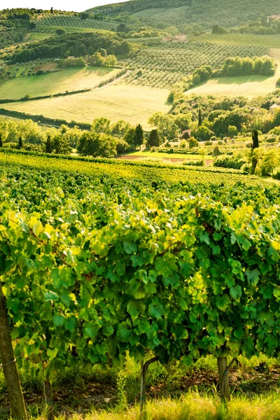 Vue sur les champs en Toscane — Photo