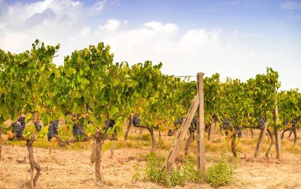 Fields view in Tuscany — Stock Photo, Image