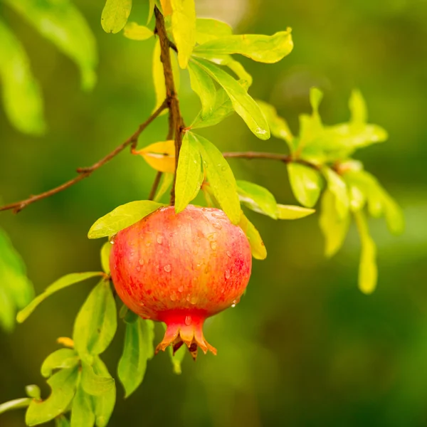 1 빨간 석류 — 스톡 사진