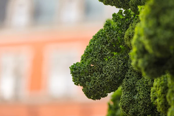 Fresh Oldenburg kale — Stock Photo, Image