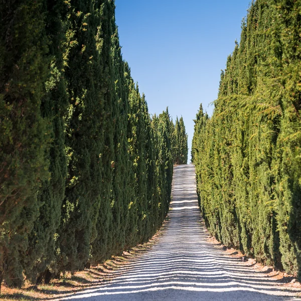 Cypress landschapsmening — Stockfoto
