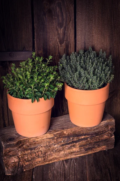 Thyme and oregano in pots — Stock Photo, Image