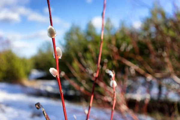 En gren av Salix på våren i skogen på en bakgrund av — Stockfoto