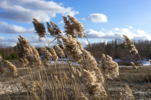 Roseau contre le ciel bleu avec des nuages au début du printemps — Photo