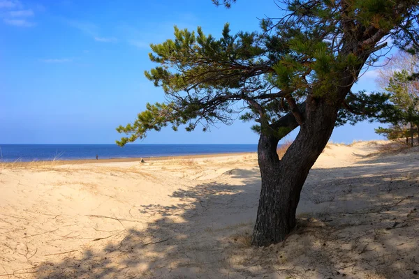 Un pin dans les dunes de sable de la mer Baltique — Photo