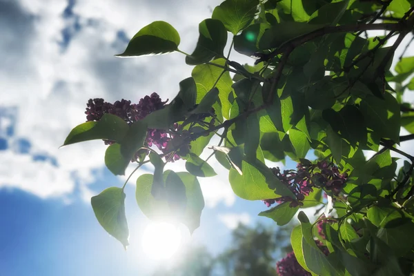 Lilac with green leaves against the blue sky — Stock Photo, Image