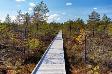 Plakalar ormandaki geçit yapılmış