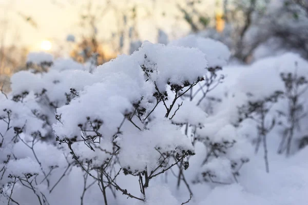 Sonnenuntergang durch die Bäume und weißer Schnee auf Pflanzen — Stockfoto