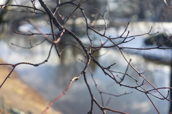 Ben nehrin bir arka plan üzerinde bir ağacın yaprakları — Stok fotoğraf