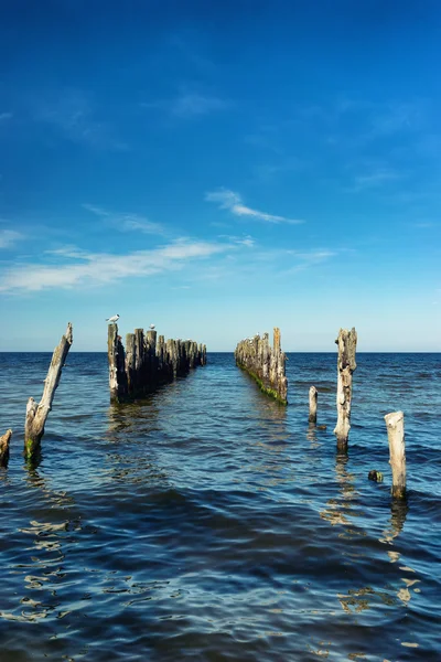 Möwe sitzt auf einem Haufen verlassener Seebrücke in der Ostsee — Stockfoto