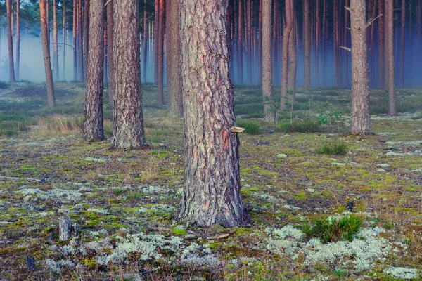 Nebbia nella foresta di notte — Foto Stock