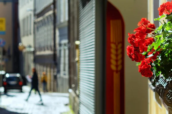 Flores en la calle en verano — Foto de Stock