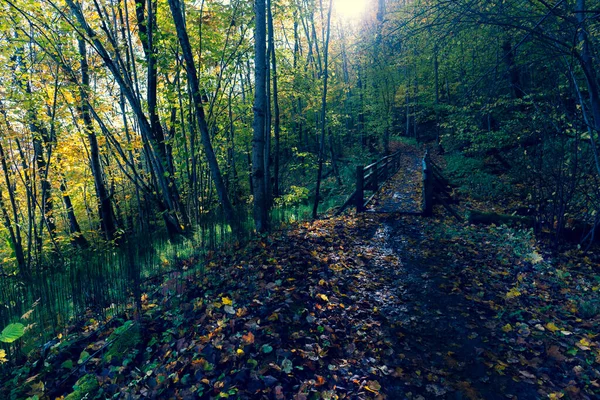 Walking trail in the national park in autumn — Stock Photo, Image
