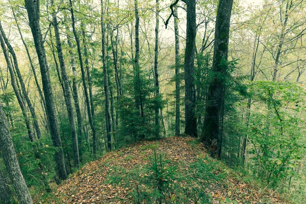 Sétaút a nemzeti parkban ősszel — Stock Fotó