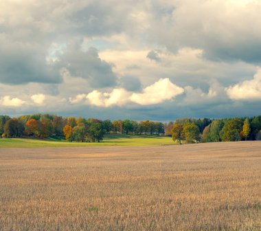 Sonbahar ormanlarının arka planında biçilmiş tarla
