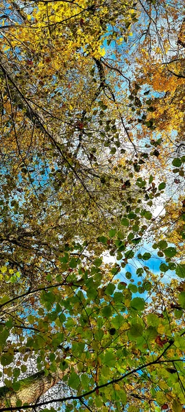 Foglie gialle nella foresta contro il cielo blu — Foto Stock