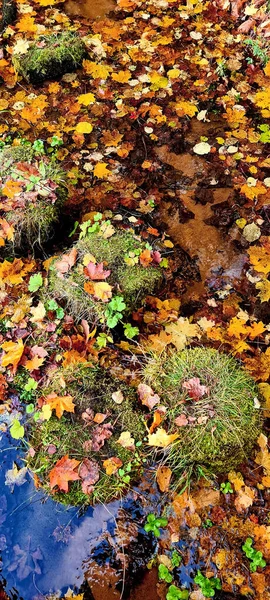 Желтые листья на земле у ручья в лесу — стоковое фото