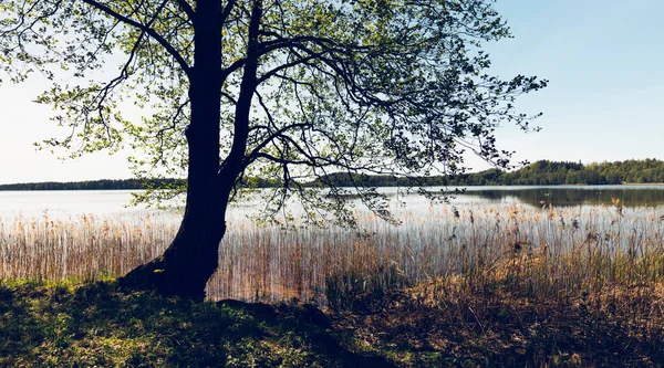 Walk Lake Trees Sunny Spring Day Branches Large Tree Gracefully — Stock Photo, Image