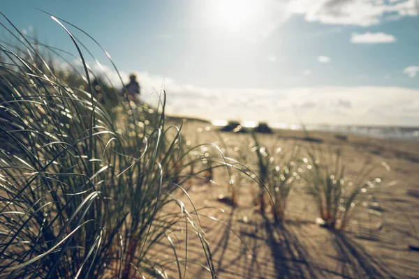 Sand Dunes with Green Grass in Autumn